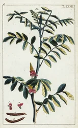 Echter Indigo, Indigofera tinctoria