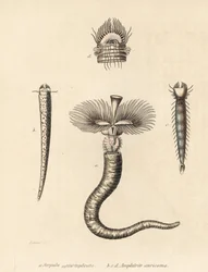 Röhrenwurm, Serpula vermicularis (Serpula contortuplicata), und Fächerwurm, Amphictene auricoma (Amphitrite auricoma). Handkolorierte Lithographie von Gebhart nach einer Illustration von Zehner aus Georg Friedrich Treitschkes Galerie der Naturgeschichte, N