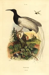 Zwölfdraht-Paradiesvogel, Seleucidis melanoleucus