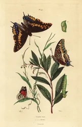 Erdbeerbaumfalter oder Fuchskaiser, Charaxes jasius, mit Puppe und Raupe 1, und Cramers Achtundachtzigfalter, Diaethria clymena 2
