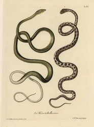 Zwei Suriname-Schlangen: Grüne Schlange (Malaiische grüne Peitschenschlange, Ahaetulla mycterizans?) und gescheckte Strumpfbandnatter, Thamnophis marcianus. Die grüne Schlange von Surinam, Coluber mycterizans, eine weiße Schlange elegant mit Schwarz gefärb