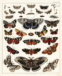 Verschiedene Schmetterlinge, Motten usw. (Lithographie)