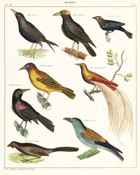Verschiedene exotische Vögel