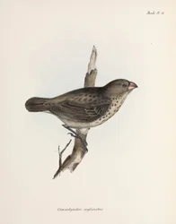 Vegetarischer Fink, Galapagos-Inseln, ca. 1832-1836