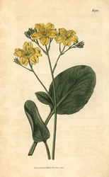 Villardie - Villarsia ovata (Ovalblättriger Kapfieberklee, Menyanthes ovata). Handkolorierter botanischer Stich aus John Sims