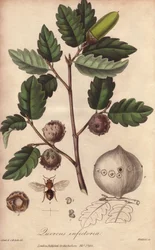Wales-Eiche (Quercus infectoria) - Illustration aus „Medical Botanical, Description of the Medicinal Plants of London, Edinburgh and Dublin“ von John Stephenson und James Morss Churchill