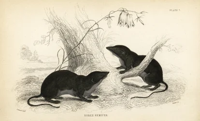 Wasserspitzmaus, Neomys fodiens. Handkolorierter Stahlstich von Lizars nach einer Illustration von James Stewart aus William Jardines Naturbibliothek, Edinburgh