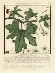 Weiße Zaunrübe, Bryonia alba