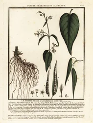 Weiße Schwalbenwurz, Vincetoxicum hirundinaria