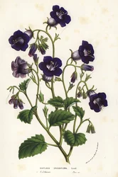 Wilde Canterbury-Glocken, Phacelia minor (Whitlavia grandiflora). Handkolorierte Lithographie aus Louis van Houtte und Charles Lemaire