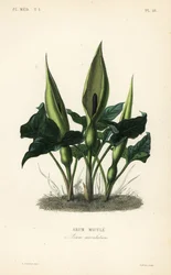 Gefleckter Aronstab, Arum maculatum