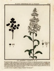 Gewöhnlicher Liguster, Ligustrum vulgare
