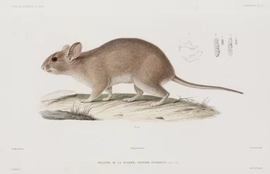 Waldmaus, USA