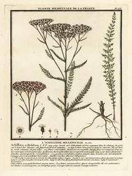 Schafgarbe, Achillea millefolium
