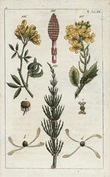 Gelbe Luzerne (Medicago falcata 136), Wilder Rettich (Raphanus raphanistrum 137) und Acker-Schachtelhalm (Equisetum arvense 138/139). Handkolorierte Kupferstichgravur einer botanischen Illustration aus G. T. Wilhelms „Unte