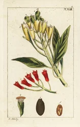 Gelbe und rote Nelkengewürze, Syzygium aromaticum