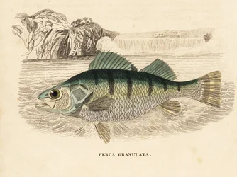 Gelbbarsch, Perca flavescens. Handkolorierter Stahlstich aus Georg Friedrich Treitschkes Naturhistorischer Bildersaal des Thierreiches, Leipzig-1842.