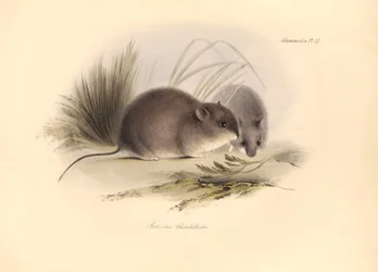 Zoologie: Der „Reithrodon Chinchilloides“ oder Chinchilla von Patagonien, beschrieben von Charles Darwin während seiner Forschungsreise an Bord der Beagle. Tafel aus „The Zoology of the voyage of H.M.S. Beagle under the command of Captain Fitzroy during th