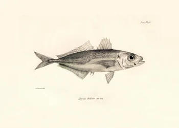 Zoologie: Darstellung des Fisches Caranx declivis, beschrieben von Charles Darwin während seiner Reise an Bord der Beagle. Tafel aus Die Zoologie der Reise der H.M.S. Beagle unter dem Kommando von Kapitän Fitzroy in den Jahren 1832-1836