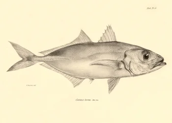 Zoologie: Darstellung des Fisches „Caranx torvus“ beschrieben von Charles Darwin während seiner Reise an Bord der Beagle. Tafel aus „The zoology of the voyage of H.M.S. Beagle under the command of Captain Fitzroy during the years 1832-1836“