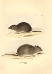 Zoologie: Die „Mus Renggeri“ und die „Mus obscurus“ (Ratten) beschrieben von Charles Darwin während seiner Erkundungsreise an Bord der Beagle. Tafel aus „The Zoology of the voyage of H.M.S. Beagle under the command of Captain Fitzroy during the years 1832 