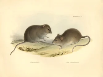 Zoologie: der „Mus brachiotis“ und „Mus Magellanicus“ (Ratten) beschrieben von Charles Darwin während seiner Erkundungsreise an Bord der Beagle. Tafel aus „The Zoology of the voyage of H.M.S. Beagle under the command of Captain Fitzroy during the years 183