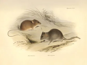Zoologie: Die „Mus flavescens“ und „Mus arenicola“ (Ratten) beschrieben von Charles Darwin während seiner Erkundungsreise an Bord der Beagle. Tafel aus „The Zoology of the voyage of H.M.S. Beagle under the command of Captain Fitzroy during the years 1832 t
