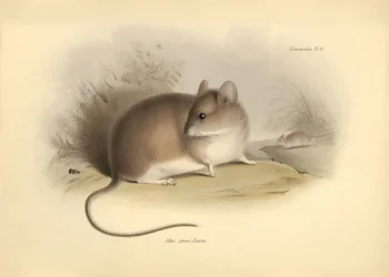 Zoologie: Die „Mus griseoflavus“ oder Blattmaus beschrieben von Charles Darwin während seiner Erkundungsreise an Bord der Beagle. Tafel aus „The Zoology of the voyage of H.M.S. Beagle under the command of Captain Fitzroy during the years 1832 to 1836“ bear