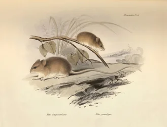 Zoologie: die „Mus longicaudatus“ und „Mus gracilipes“ (Maus) beschrieben von Charles Darwin während seiner Forschungsreise an Bord der Beagle. Platte aus „The Zoology of the voyage of H.M.S. Beagle under the command of Captain Fitzroy during the years 183