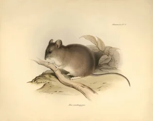 Zoologie: Die „Mus xanthopygus“ oder xanthopygus Maus, beschrieben von Charles Darwin während seiner Forschungsreise an Bord der Beagle. Tafel aus „The Zoology of the voyage of H.M.S. Beagle under the command of Captain Fitzroy during the years 1832 to 183