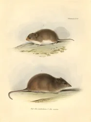 Zoologie: Die „Mus xanthorhinus“ oder Feldratte und „Mus nasutus“ beschrieben von Charles Darwin während seiner Erkundungsreise an Bord der Beagle. Tafel aus „The Zoology of the voyage of H.M.S. Beagle under the command of Captain Fitzroy during the years 