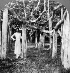 Unter den Wurzeln eines Banyanbaums, Kalkutta, Indien, 1900er Jahre