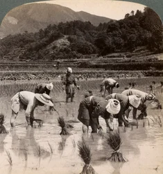Landarbeiter beim Umpflanzen von Reissetzlingen in der Nähe von Kyoto, Japan