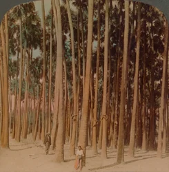 Toddy-Palmen 100 Fuß hoch, Pagan, Burma, 1907
