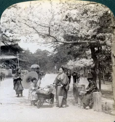 Unter den Kirschblüten, Blick nach Nordosten entlang der Hauptallee des Shiba-Parks, Tokio, Japan, 1904