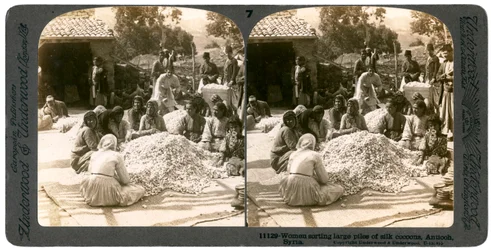 Frauen sortieren große Mengen Seidenkokons, Antiochia, Syrien, 1900er Jahre