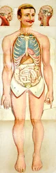 Menschliches Anatomie-Ausklappmodell, ca. 1895