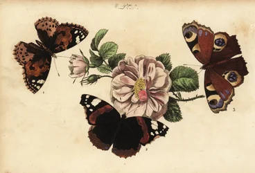 Distelfalter, Vanessa cardui 1, Admiral, Vanessa atalanta 2, und Tagpfauenauge, Aglais io 3
