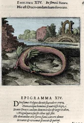Ein Drache schlägt mit seinem Schwanz (oder Ouroboros (?)). Tafel aus dem alchemistischen Traktat „Atalanta fugiens hoc est Emblemata nova de secretis naturae chymica“ von Michael Maier (1568-1622).