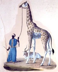 Eine Giraffe und ihr Trainer im Zirkus. Lithographie