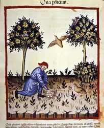 Ein Mann sammelt Eier aus einem Rebhuhnnest. Illumination aus der Milchwirtschaft der Medizin und Diätetik „Tacuinum sanitatis“