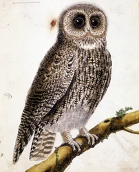 Eine Eule