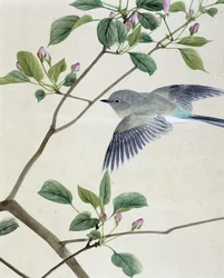Vogel - Japanische Zeichnung von Riou Chim, Ende des 19. Jahrhunderts