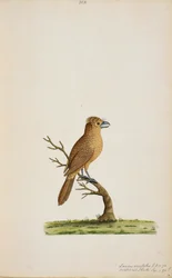 Vogel, möglicherweise eine Art Fliegenschnäpper. Noch nicht identifiziert, vielleicht eine Art Langschwanz-Seidenschnäpper, 