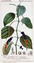 Schwarzer oder aromatischer Pfeffer - Botanische Tafel. 19. Jahrhundert