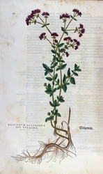 Botanische Tafel: Oregano. Herbarium von Leonhard Fuchs, „Historia Stirpium“, Basel