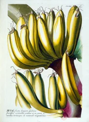 Botanische Tafel: eine Diät aus Bananen. n.d. 19. Jahrhundert
