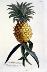 Botanische Tafel: Ananas. n.d. 19. Jahrhundert