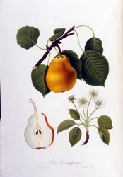 Botanische Tafel, die die Pera Campana darstellt. 1820 - 1822