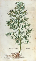 Botanische Tafel: Rosmarin. Herbarium von Leonhard Fuchs, "Historia Stirpium", Basel